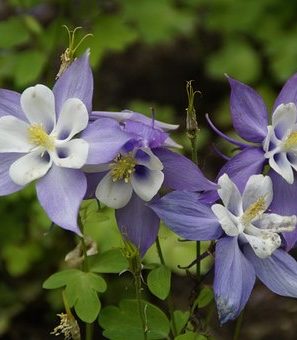Columbines in Rocky mountains around Mad Creek Guesthouse, Bed and Breakfast, Inn, Hotel
